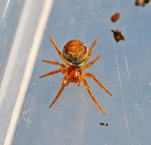 Araniella sp.